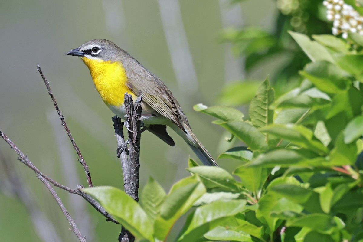 Yellow-breasted Chat - Nathan Wall