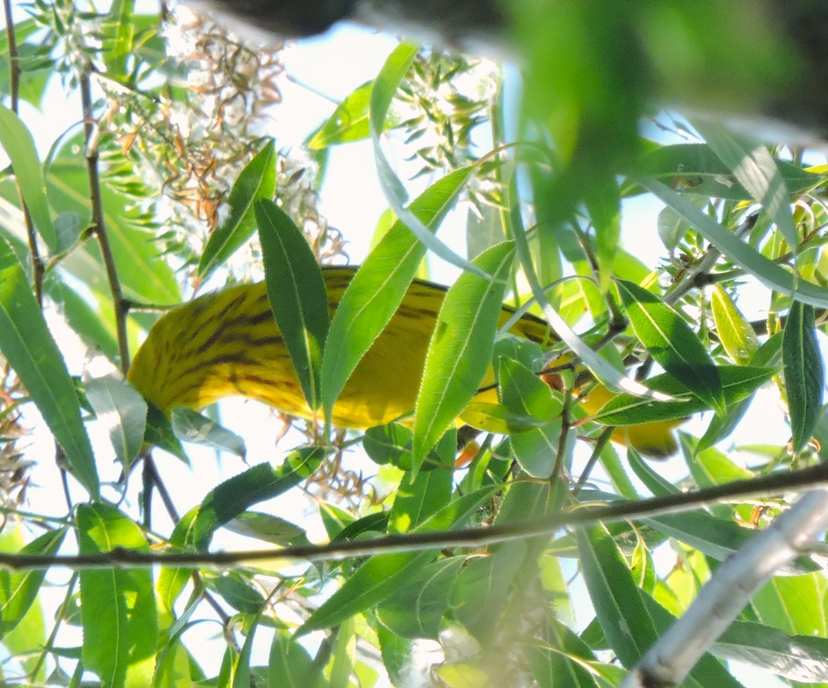 Yellow Warbler - Eric Michael