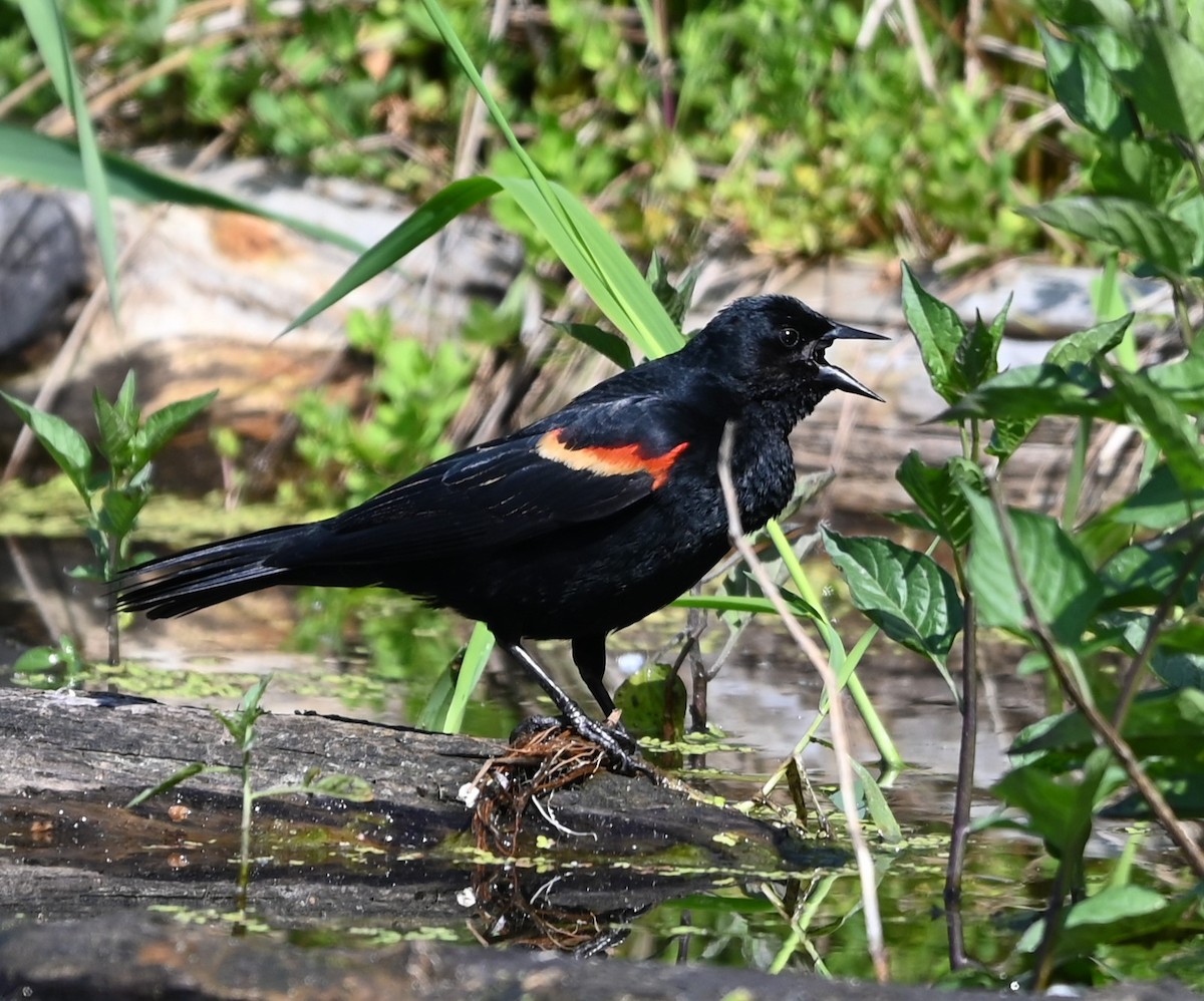 Red-winged Blackbird - Ralph Erickson