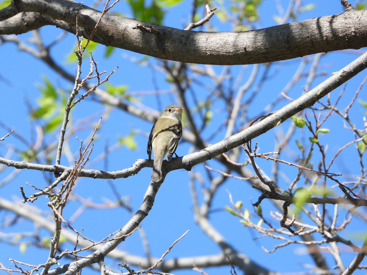 חטפית Empidonax בלתי-מזוהה - ML619368692