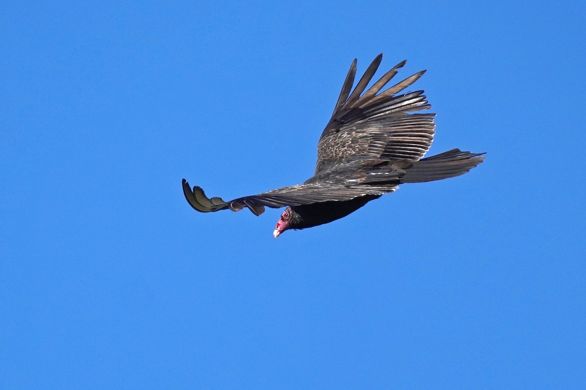 Turkey Vulture - ML619368696