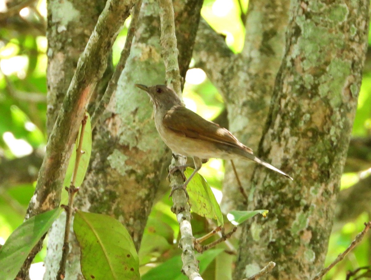 Pale-breasted Thrush - Manuel Pérez R.