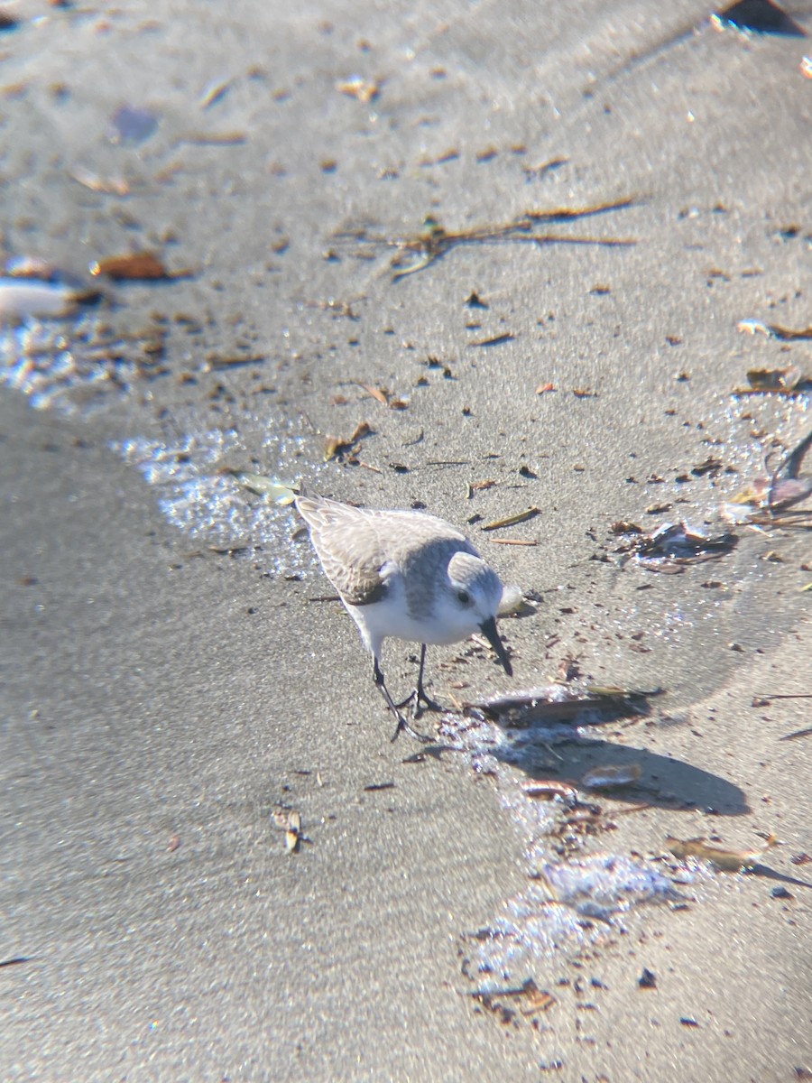 Sanderling - ML619368717