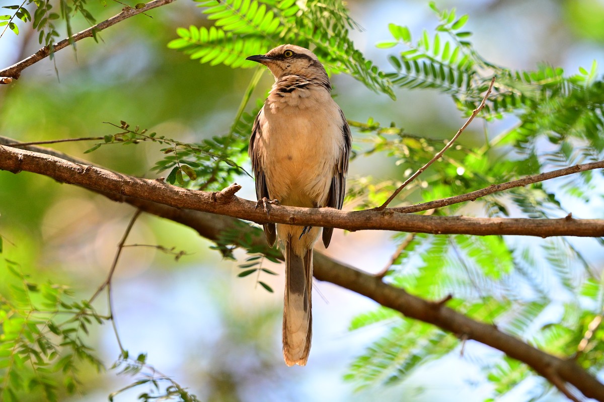 Chalk-browed Mockingbird - wladia drummond