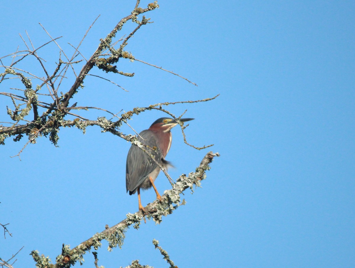 Green Heron - ML619368727