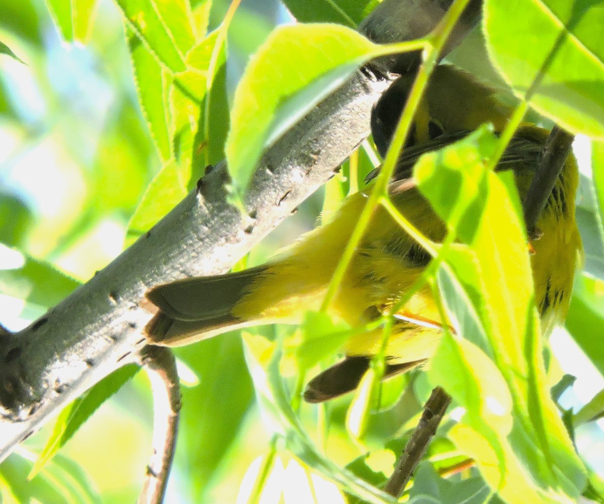 Wilson's Warbler - Eric Michael