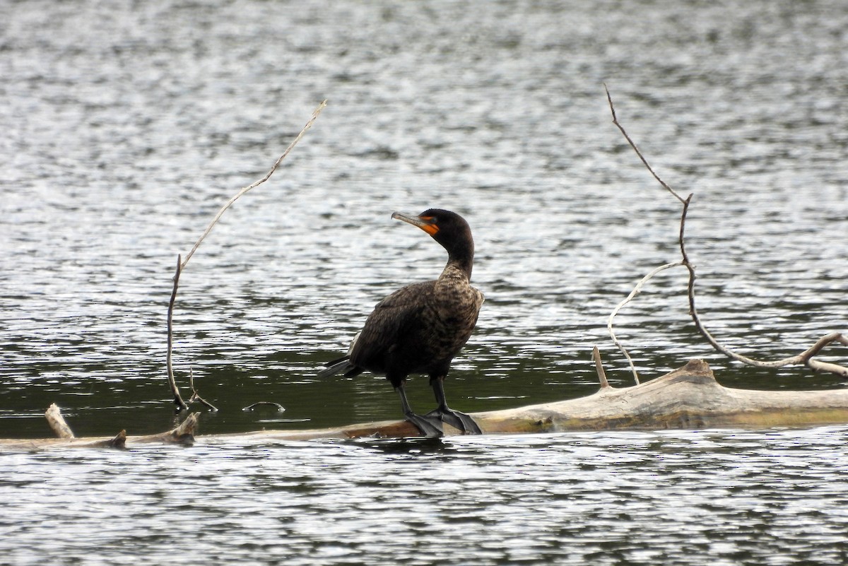 Double-crested Cormorant - Brad Vissia