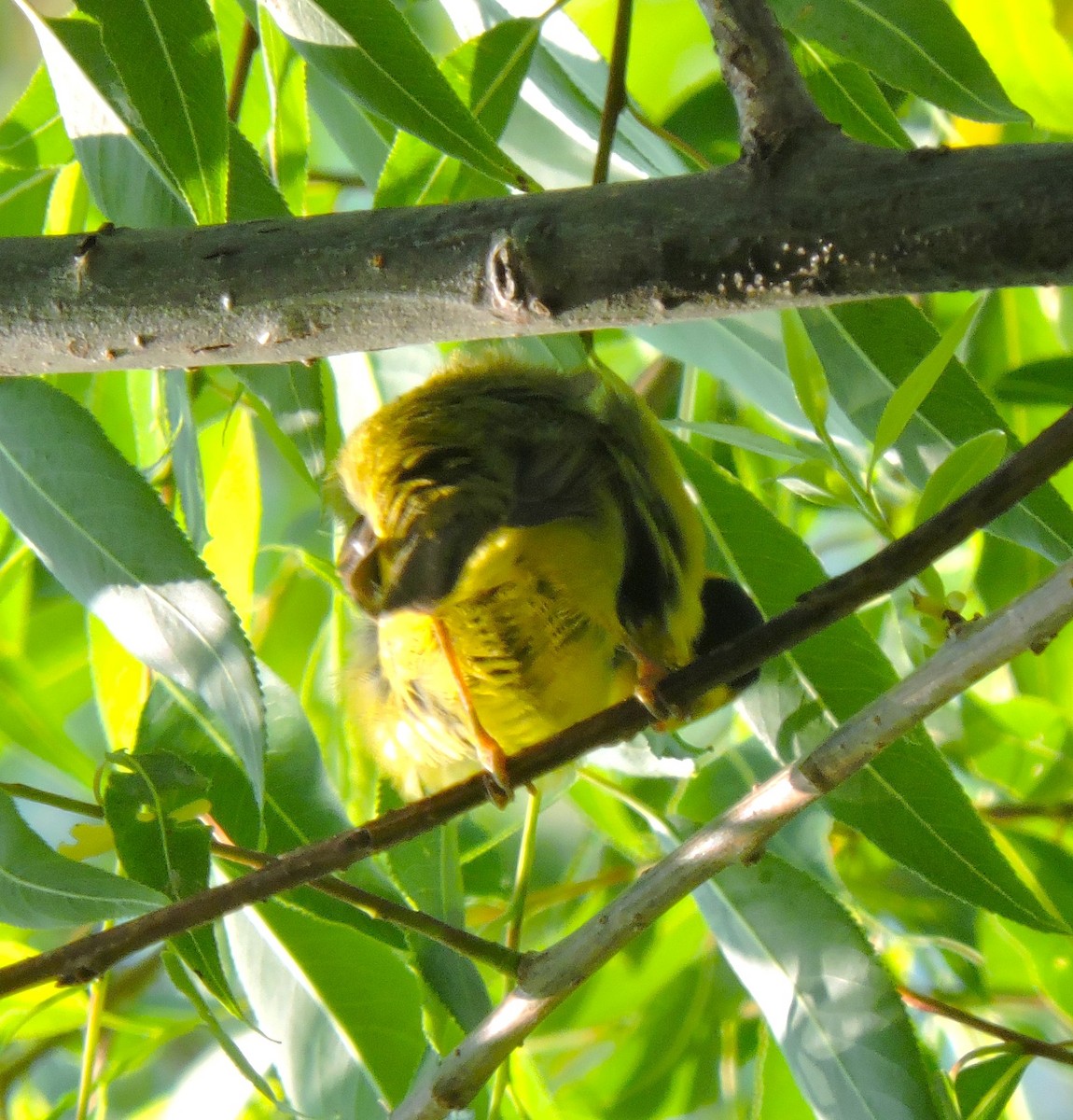 Wilson's Warbler - Eric Michael