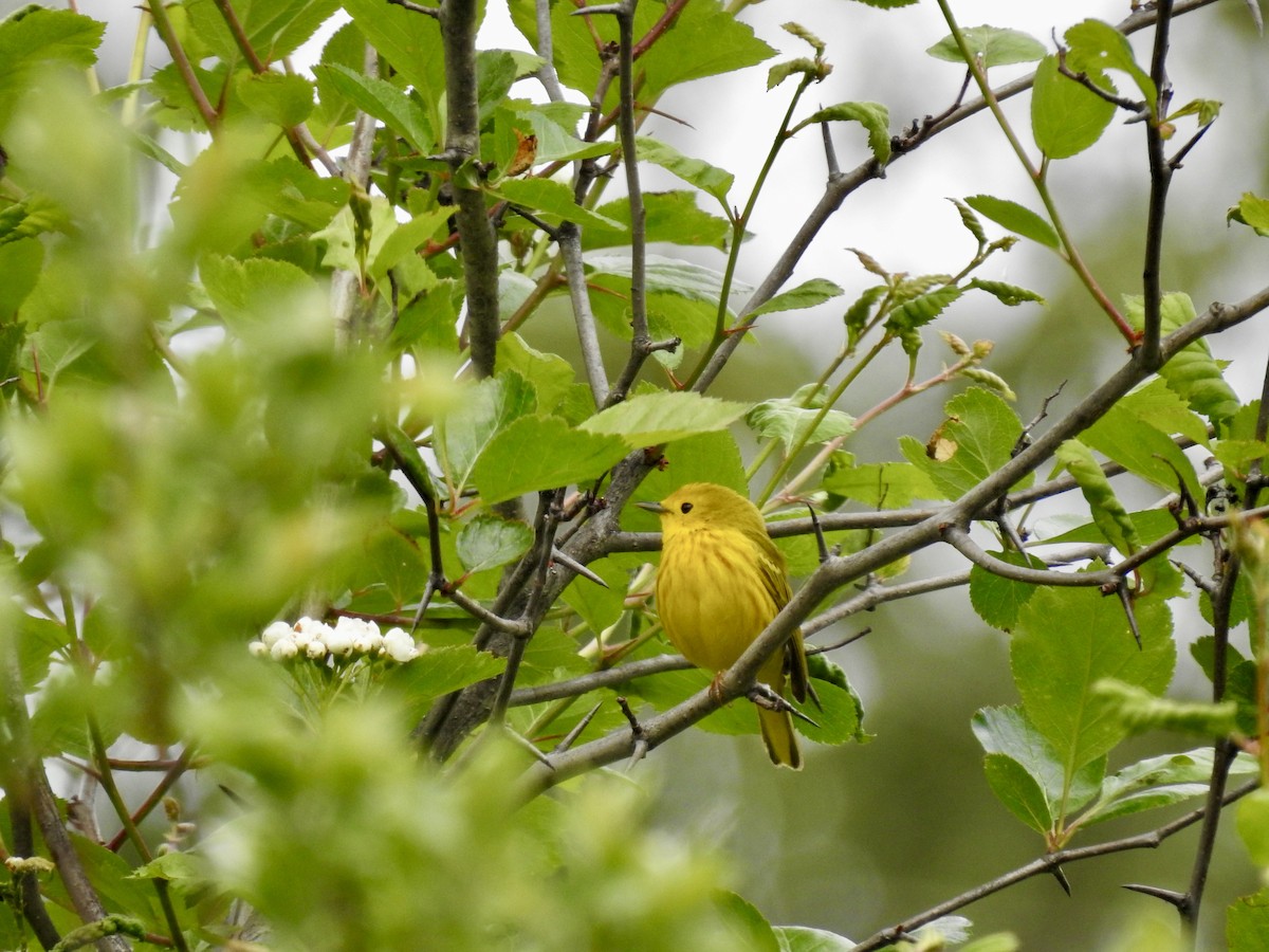 Yellow Warbler - Sachi Snively