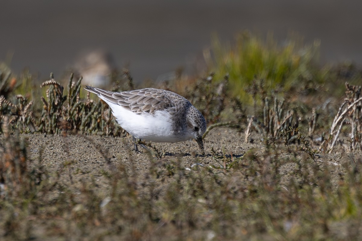 Red-necked Stint - Dave Howes