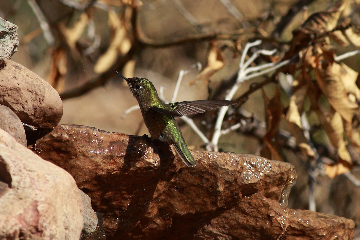 Green-backed Firecrown - ML619368744