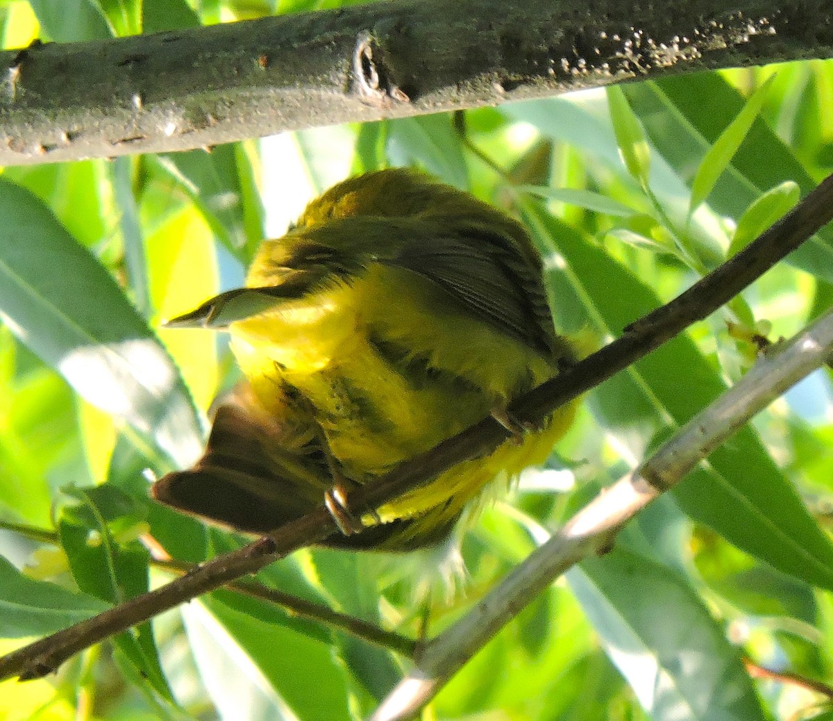 Wilson's Warbler - Eric Michael