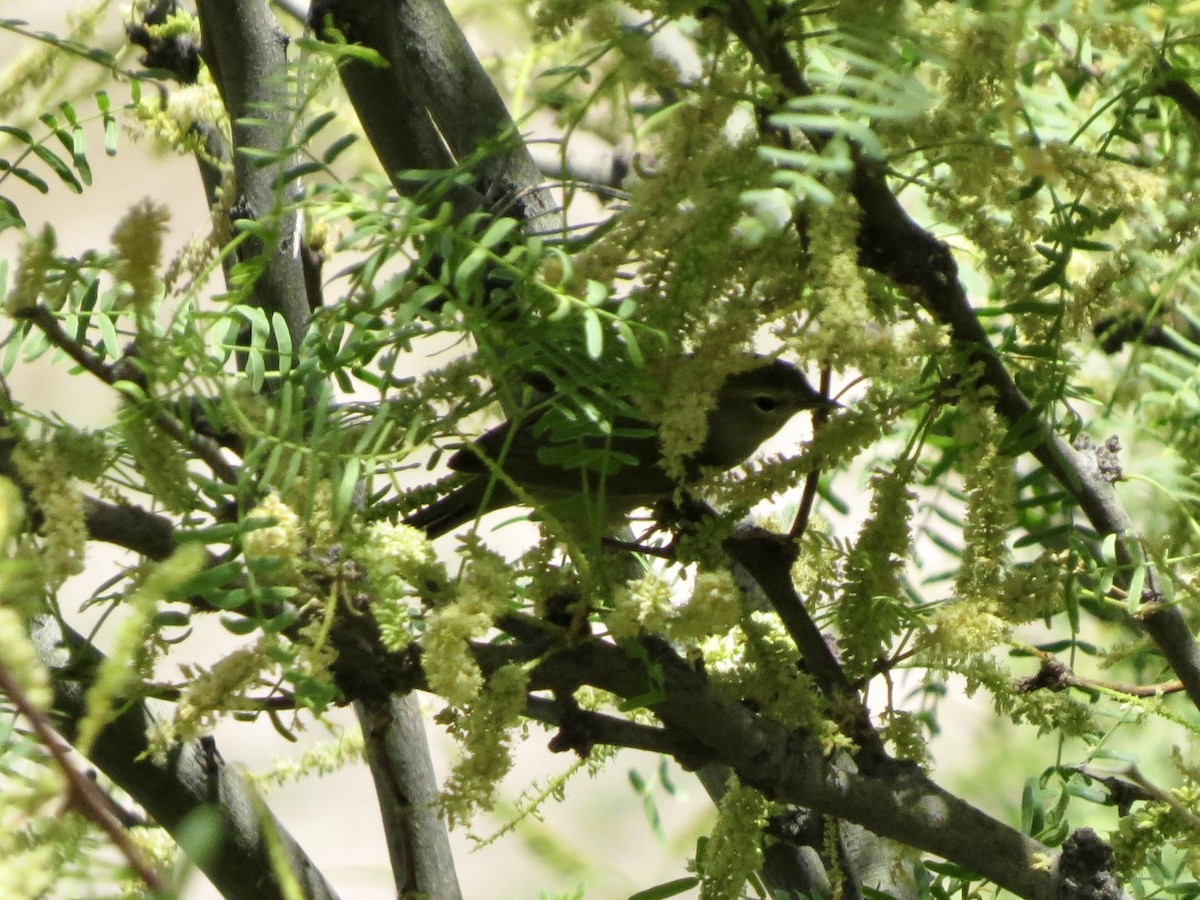 Orange-crowned Warbler - Dawn Zappone