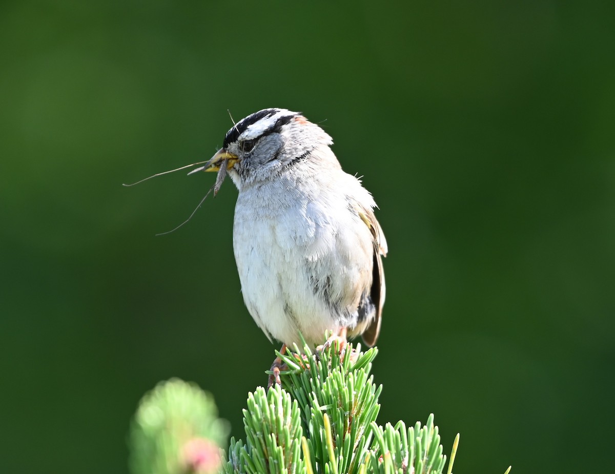 White-crowned Sparrow - Ralph Erickson