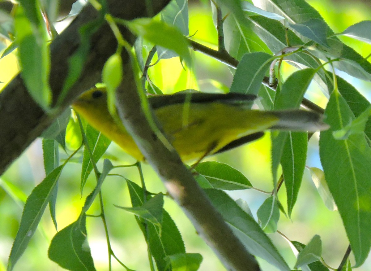 Wilson's Warbler - ML619368767