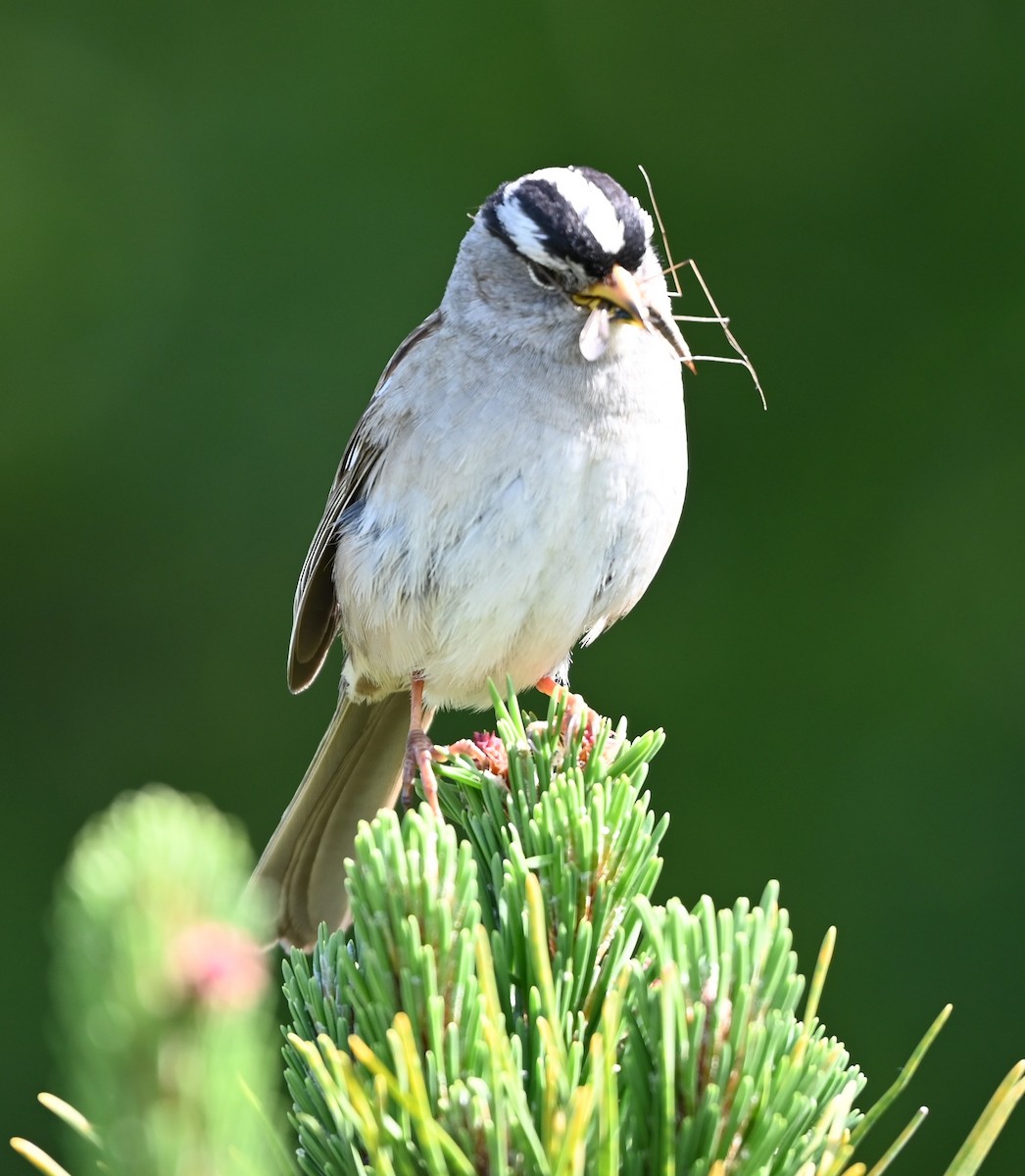 White-crowned Sparrow - Ralph Erickson