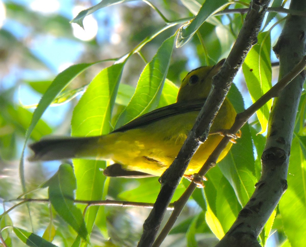 Wilson's Warbler - Eric Michael