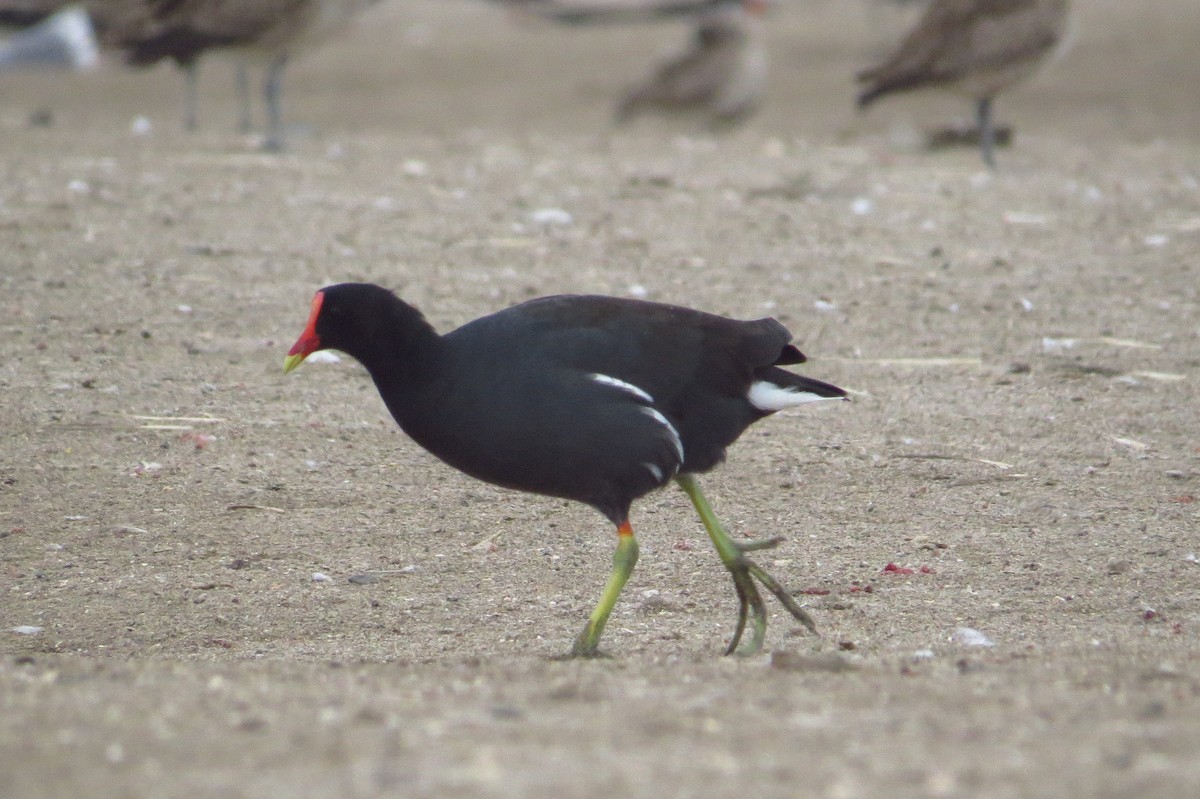 Common Gallinule - Gary Prescott