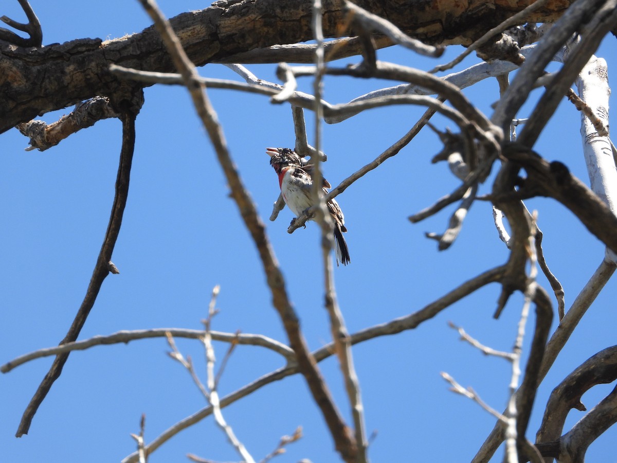 Rose-breasted Grosbeak - Cole Sage