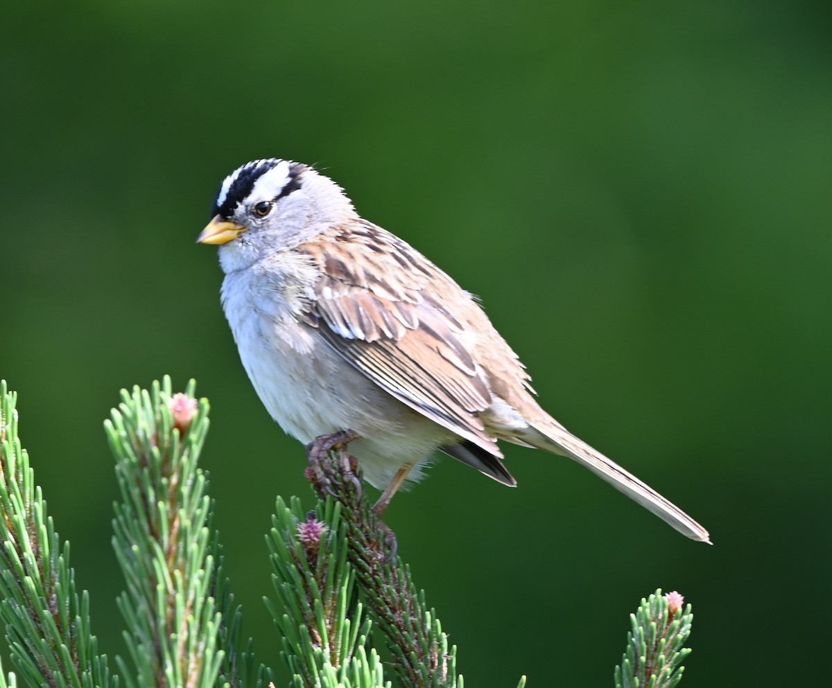 White-crowned Sparrow - Ralph Erickson