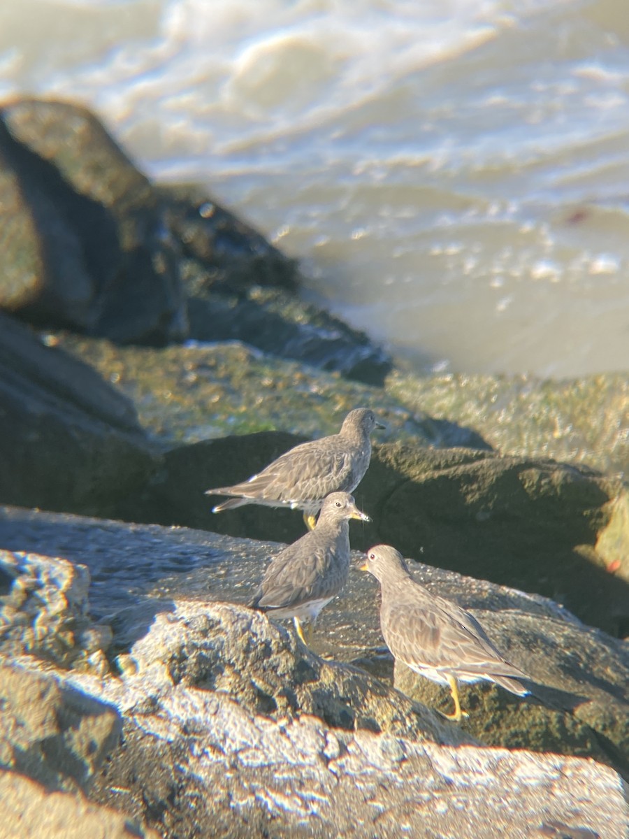 Surfbird - Tori R.