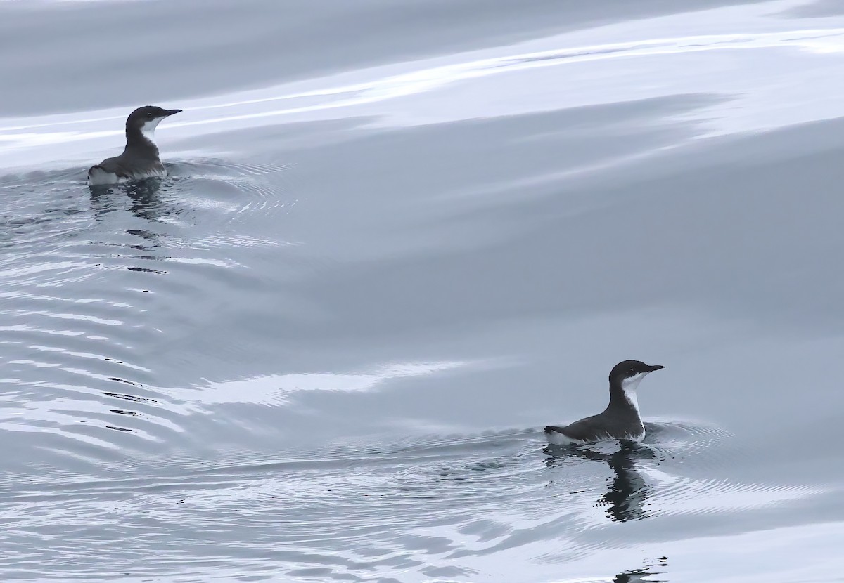 Scripps's Murrelet - Sally Veach