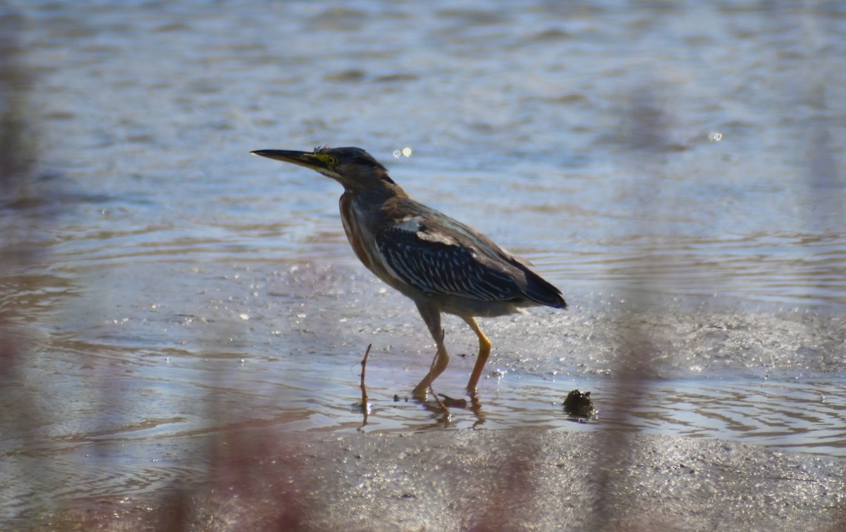 Striated Heron - ML619368839