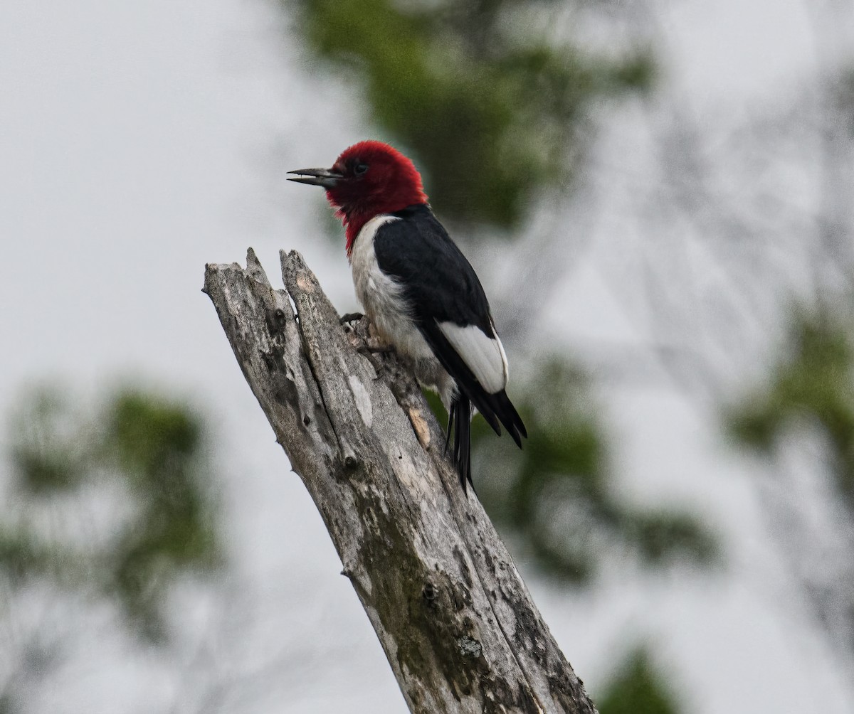 Red-headed Woodpecker - Bert Filemyr