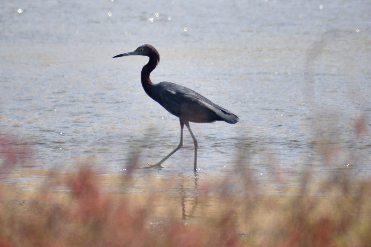 Little Blue Heron - ML619368873