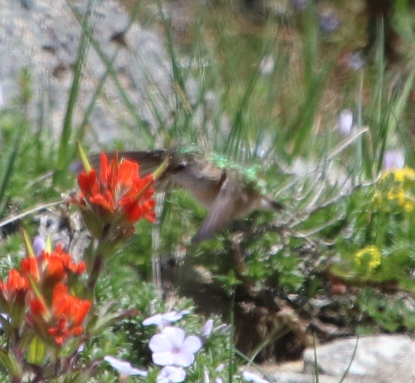 Calliope Hummingbird - ML619368889