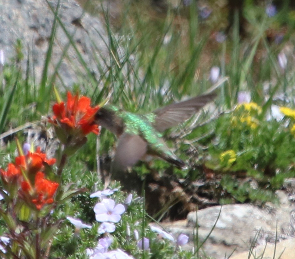 Calliope Hummingbird - ML619368890