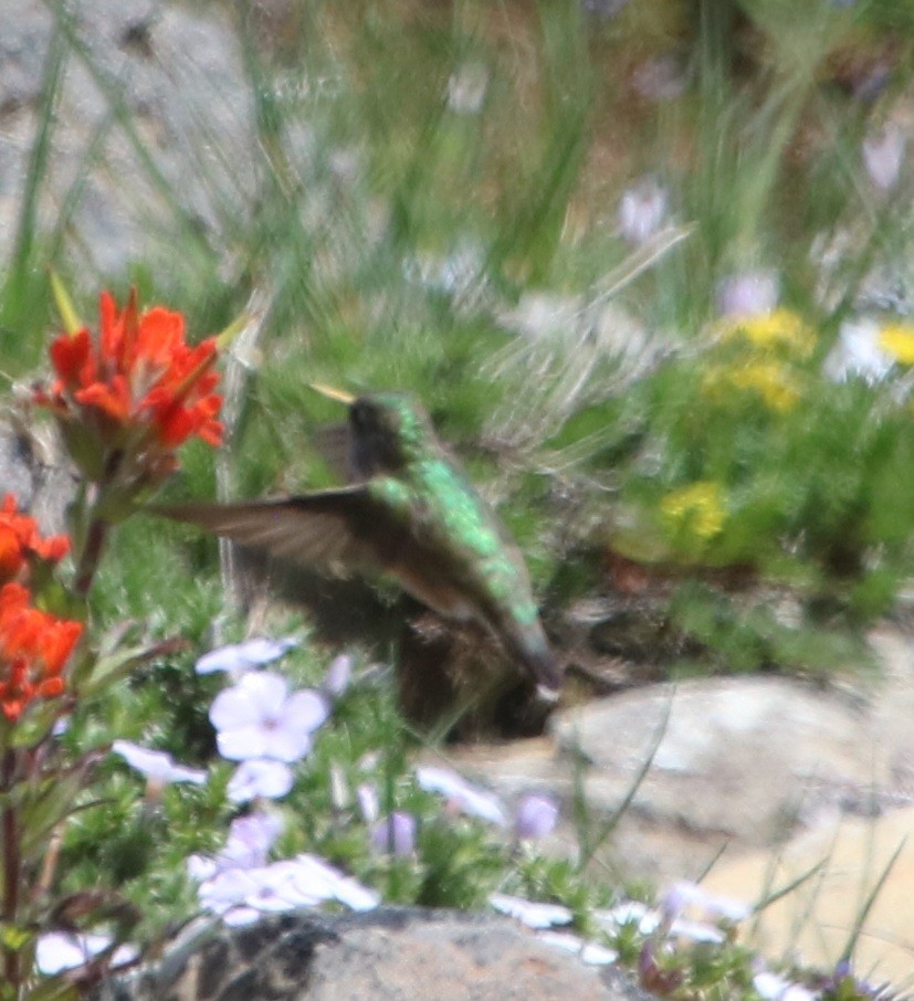 Calliope Hummingbird - ML619368891