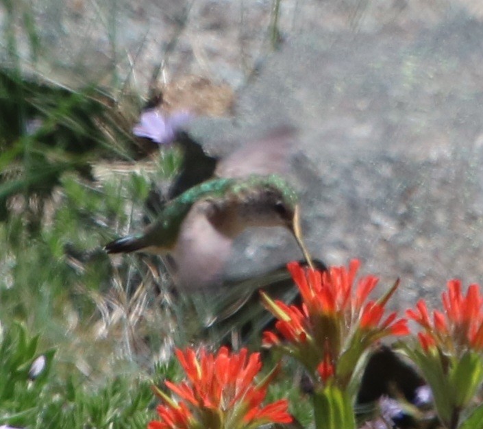 Calliope Hummingbird - ML619368893