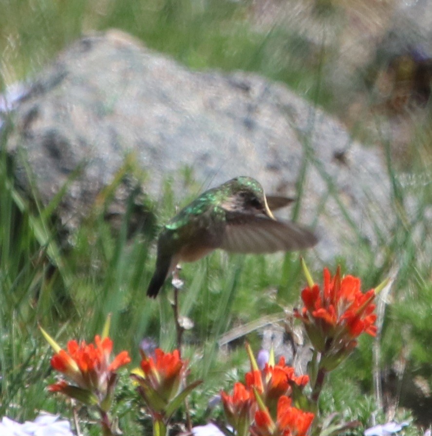 Calliope Hummingbird - ML619368894