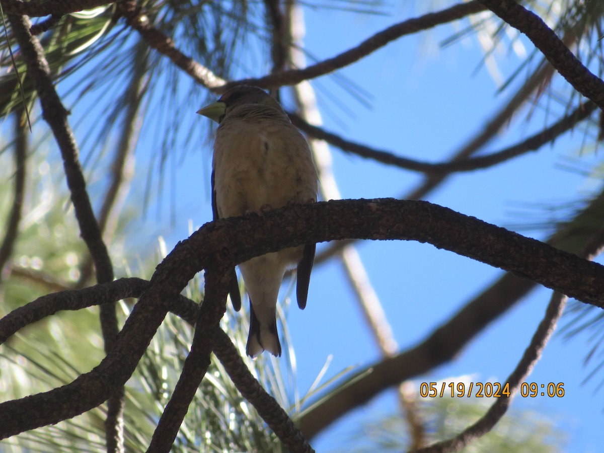 Evening Grosbeak - ML619368901