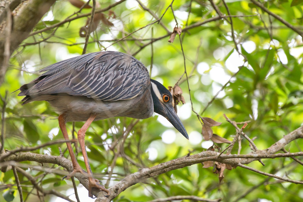 Yellow-crowned Night Heron - Donald Fullmer