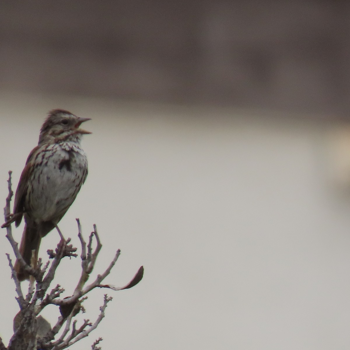 Song Sparrow - Brian Nothhelfer