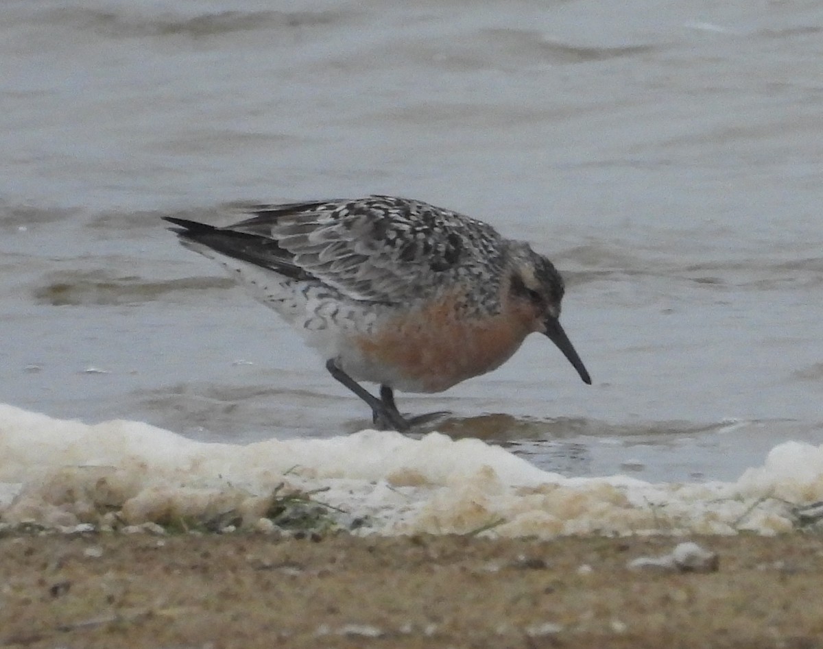 Red Knot - Mark DiGiovanni