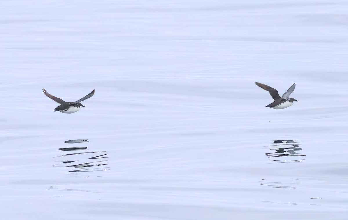 Scripps's Murrelet - Sally Veach