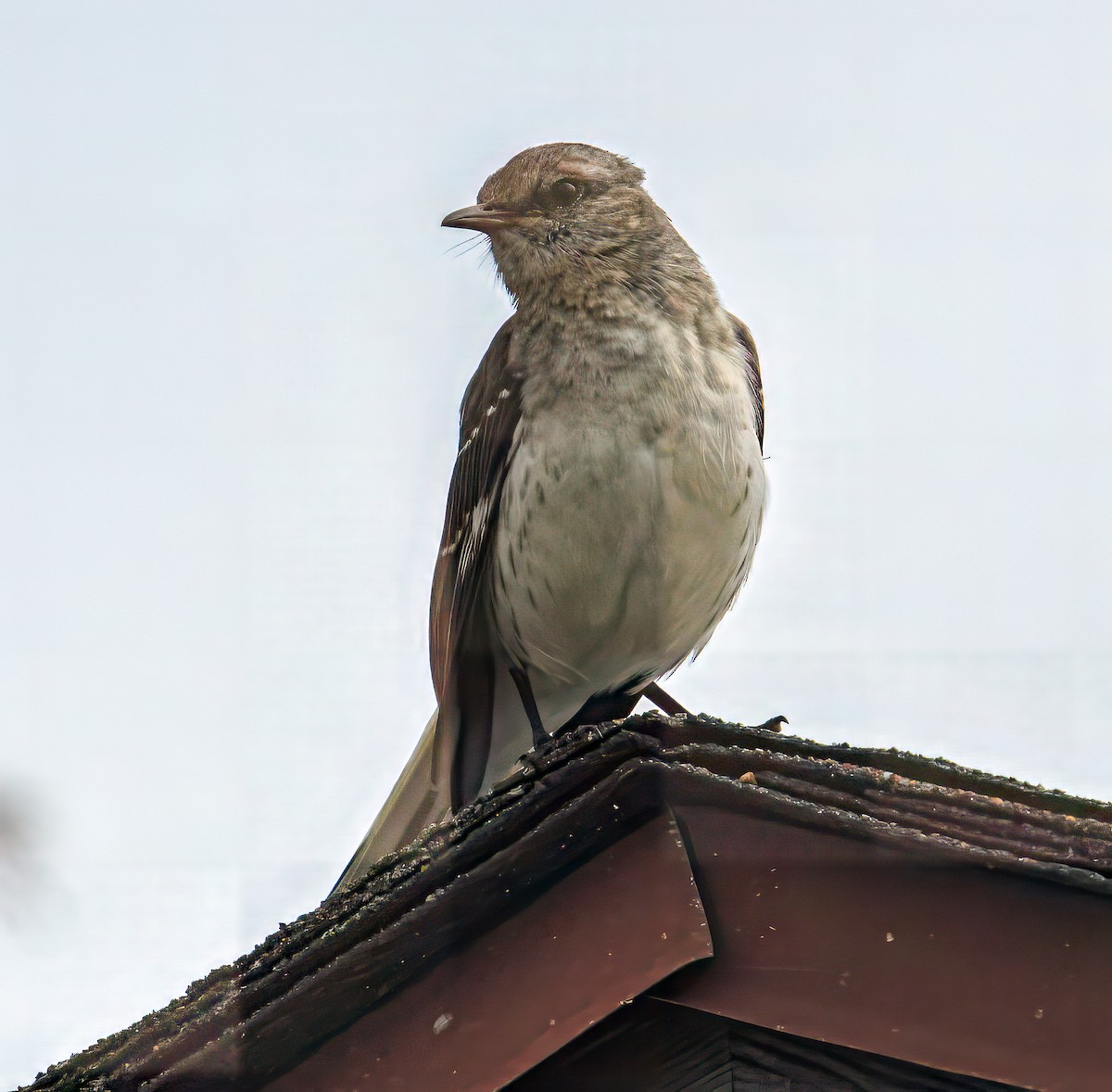Northern Mockingbird - Bert Filemyr