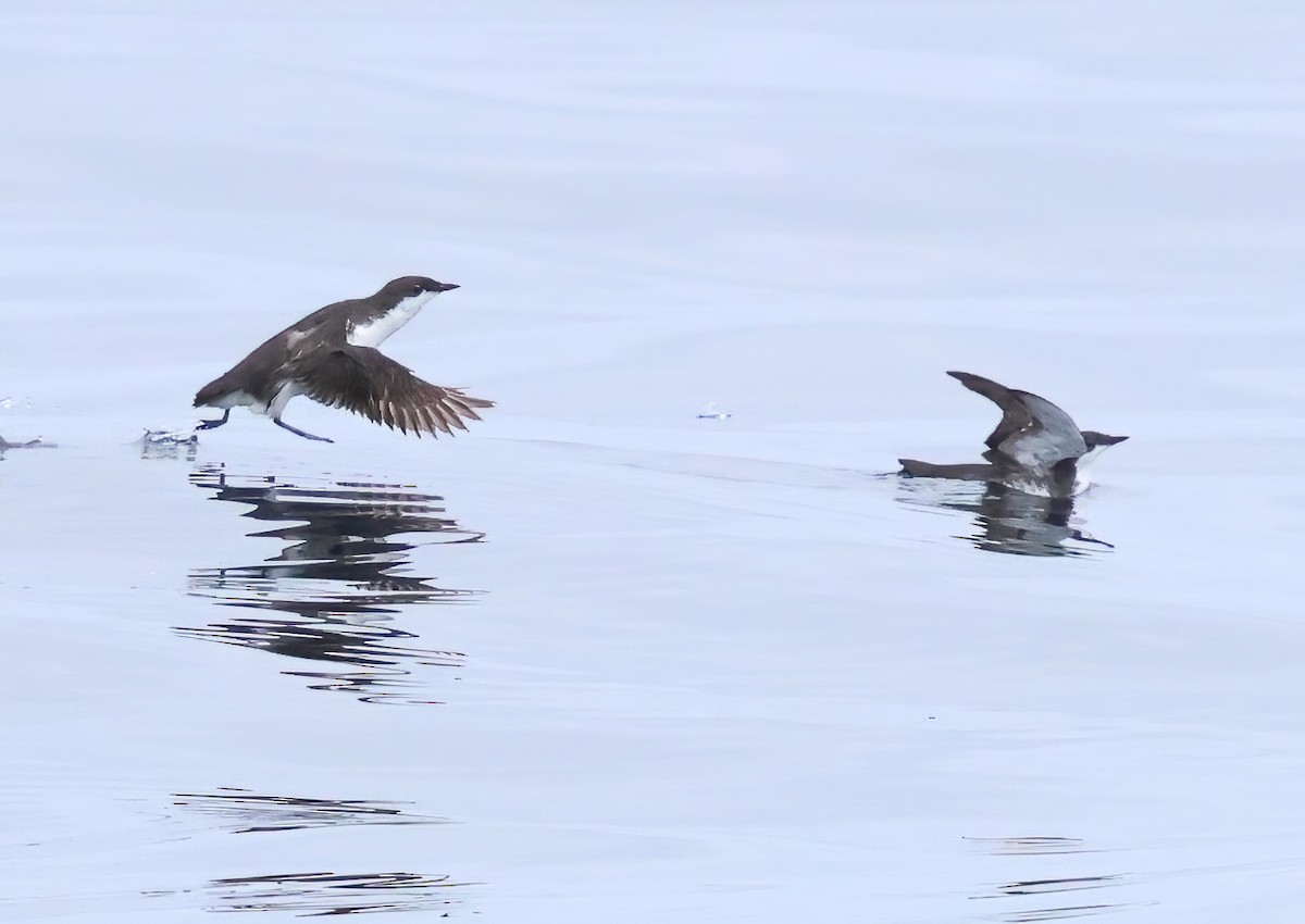 Scripps's Murrelet - Sally Veach