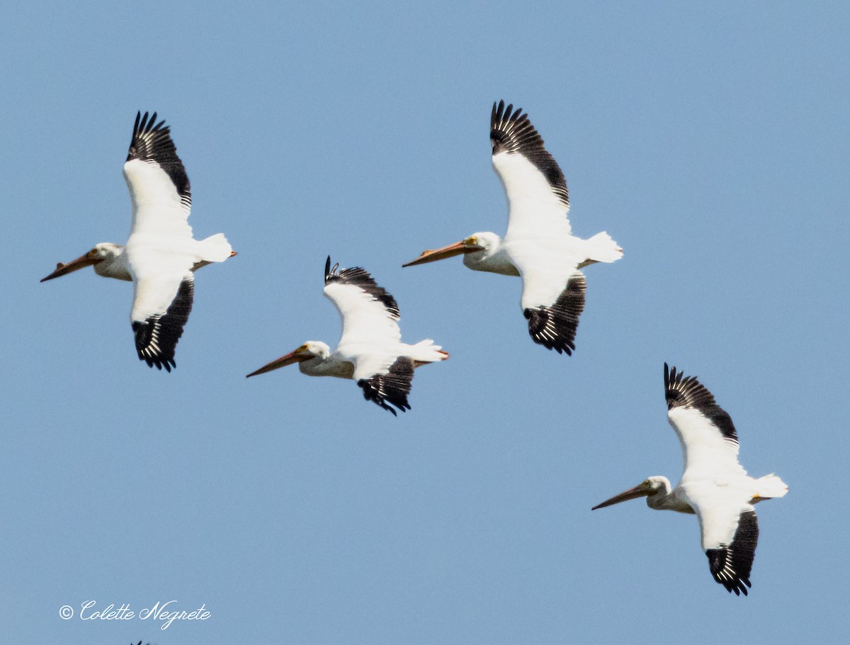 American White Pelican - Colette Vranicar