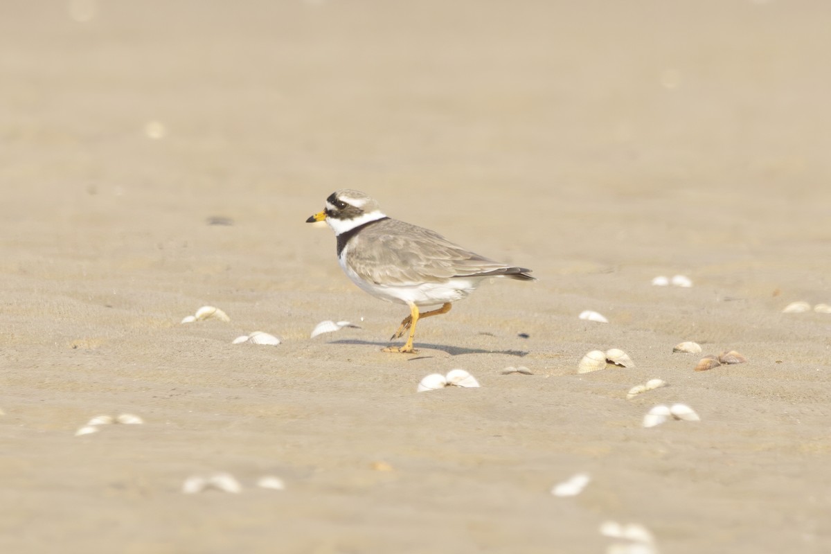 Common Ringed Plover - ML619368993