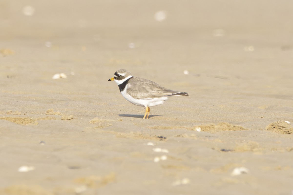 Common Ringed Plover - ML619368994