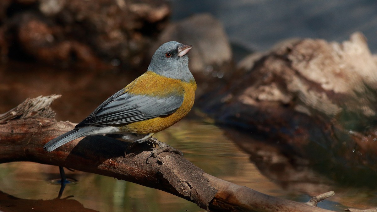 Gray-hooded Sierra Finch (minor) - Carlos Vasquez Leiva