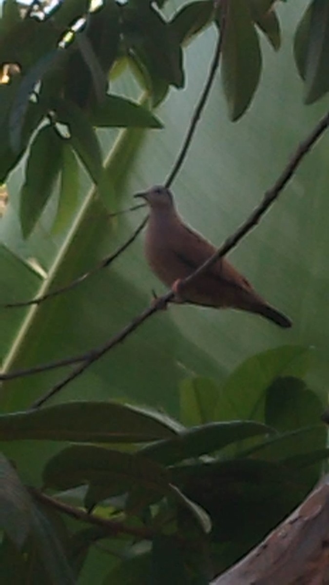 Ruddy Ground Dove - Danna Valentina Plazas Jaimes