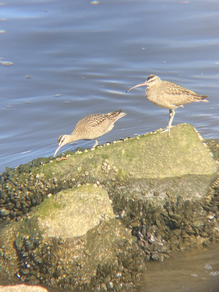 Whimbrel - ML619369012