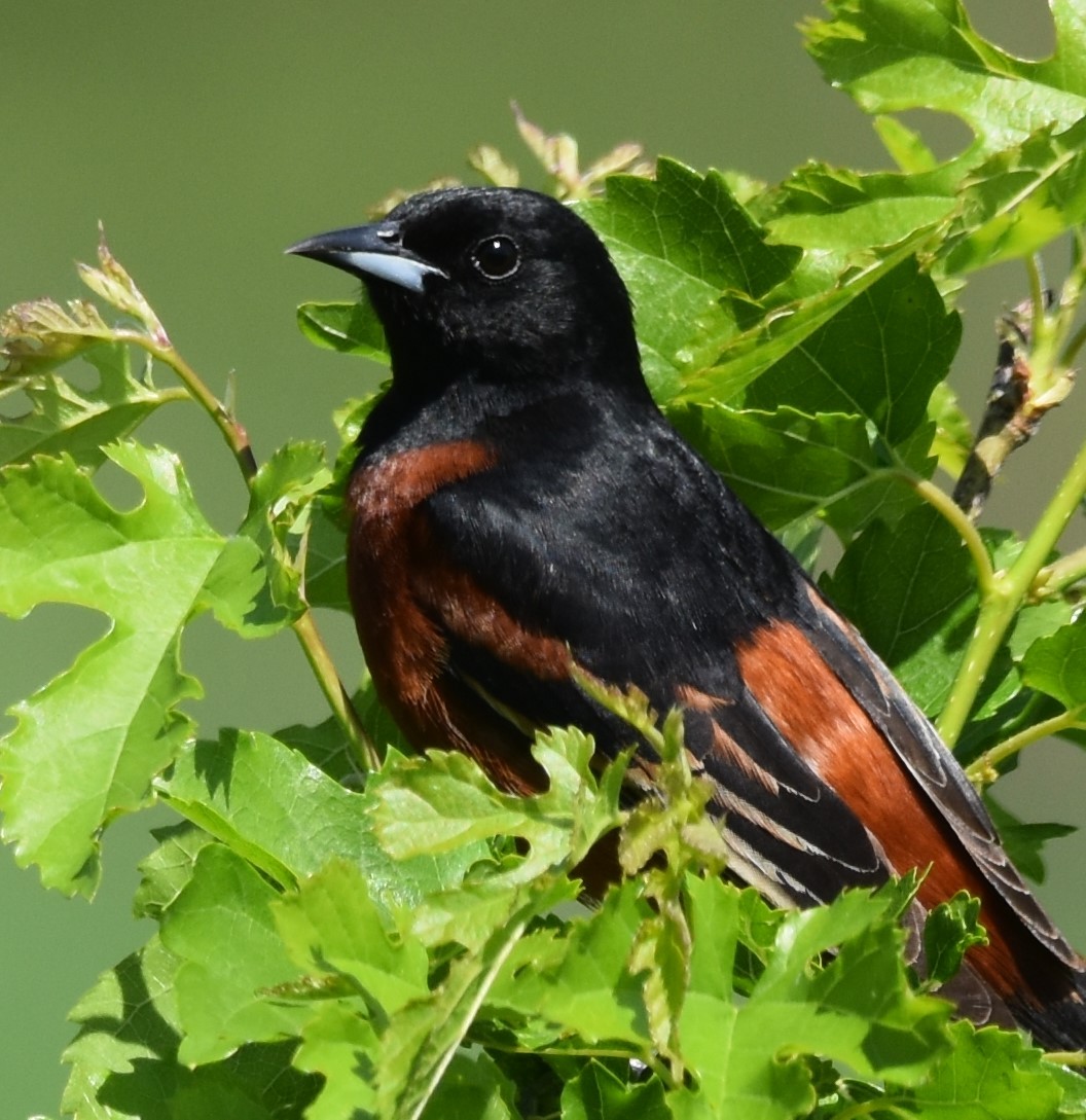 Orchard Oriole - David and Ann Snodgrass