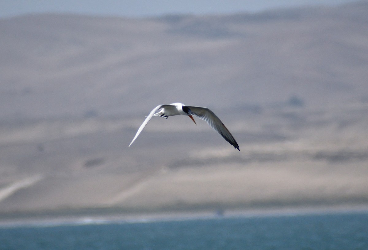 Elegant Tern - ML619369014