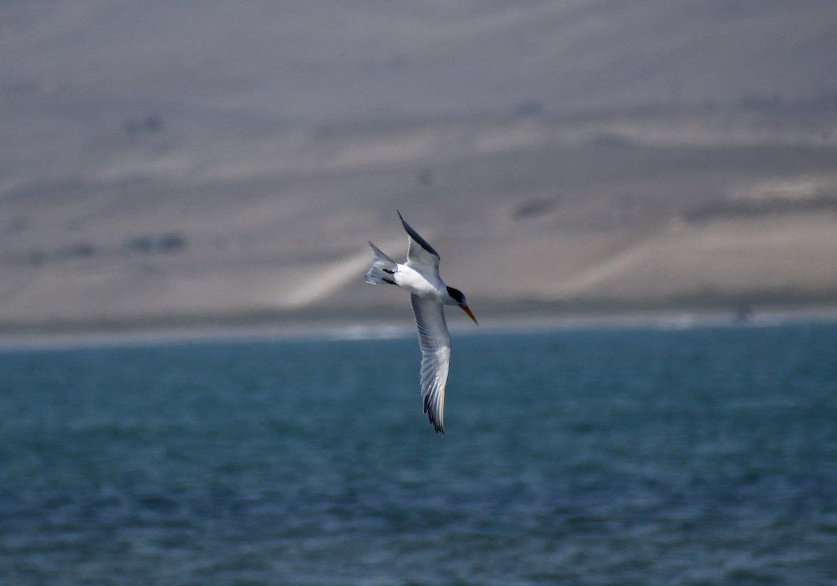 Elegant Tern - ML619369015